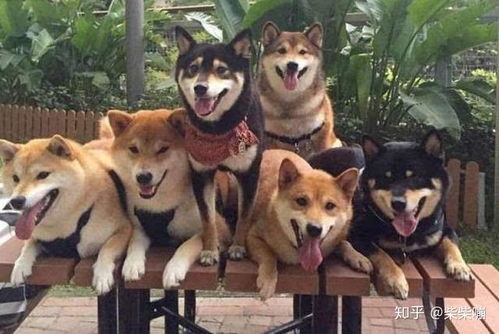 柴犬去哪里买合适