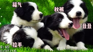 边牧犬如何鉴别