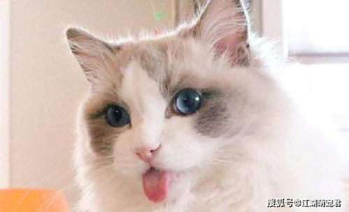 海口哪里买布偶猫