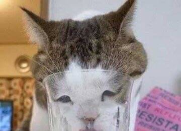 如何让猫喝水