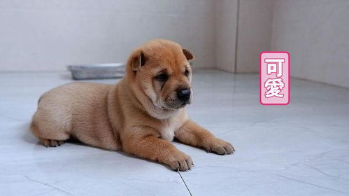 小狗狗太胖会怎么样