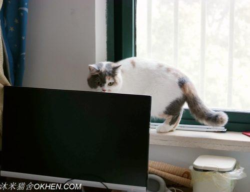 国内有哪些正规猫舍