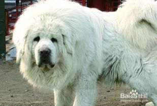 中国的名犬有哪些
