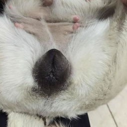 母狗来月经多久一次