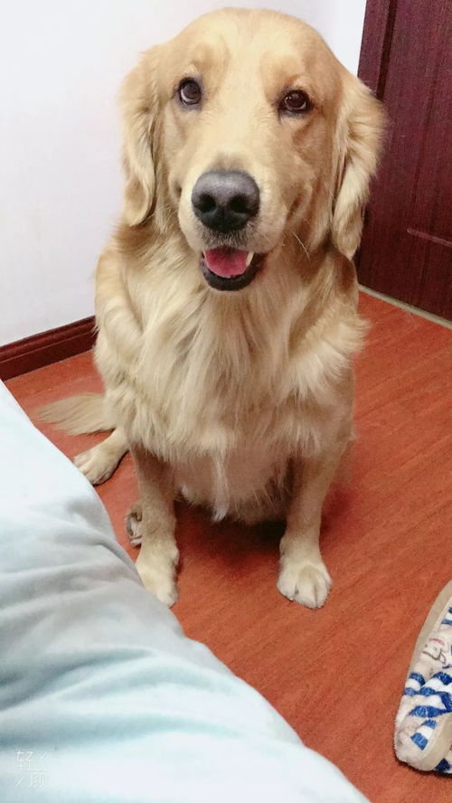 想给狗狗配种找哪里