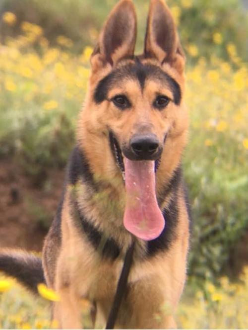 昆明犬如何喂养