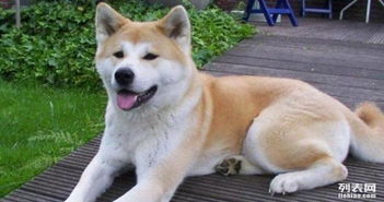 秋田犬哪里可以配种