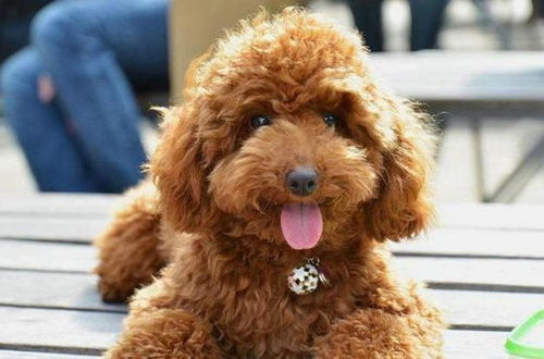 泰迪犬吃虾会怎么样