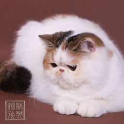 异国短毛猫都有哪些