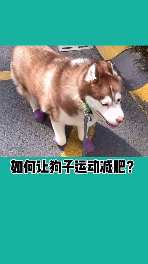 狗狗如何减肥