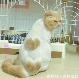 如何给猫咪造型