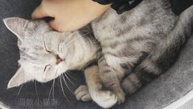 如何调教小猫