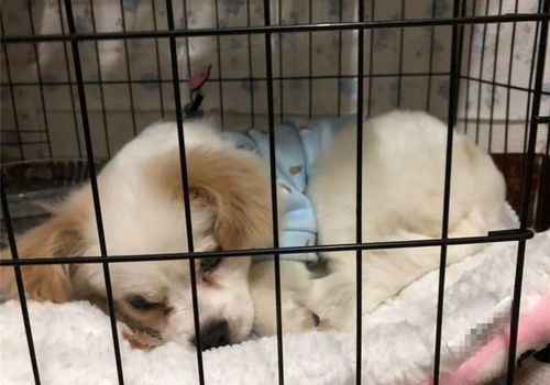 狗狗有哪些不好的缺点
