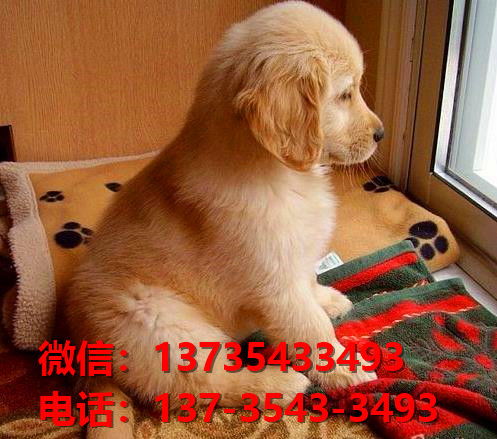 买狗都上哪里