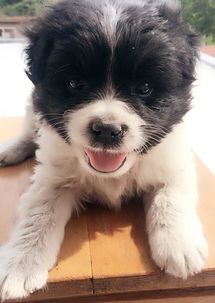 边牧犬如何分辨