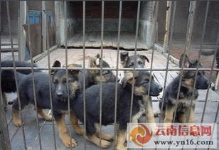 玉溪狗场在哪里