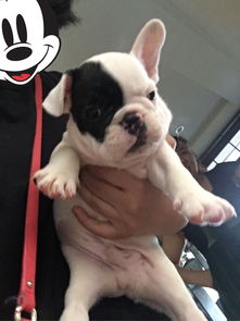 养斗牛犬怎么样啊