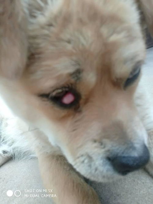 狗狗眼睛是怎么样的