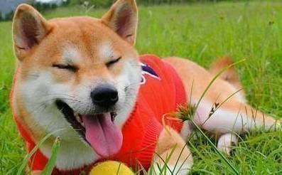 狗狗吐了以后禁食多久