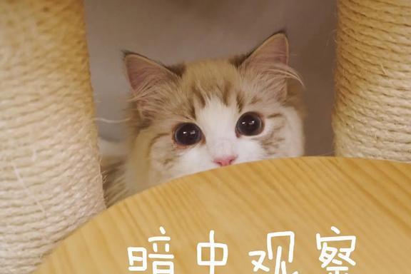 拉猫的尾巴会怎么样