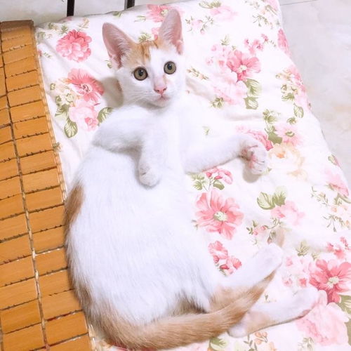 上海猫哪里买靠谱