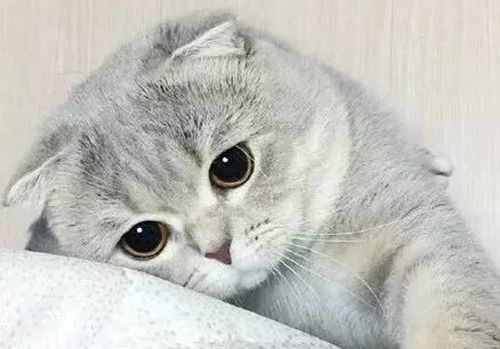 哪个猫粮猫毛好