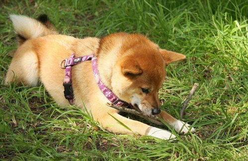 秋田犬和柴犬养哪个好呢