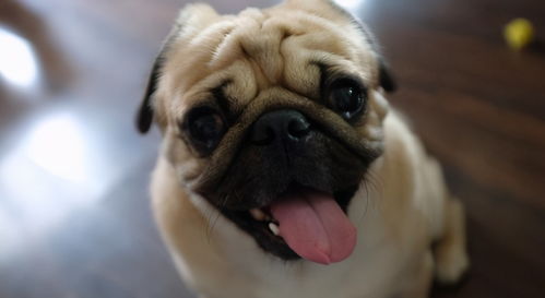 养八哥犬泰迪犬哪个好