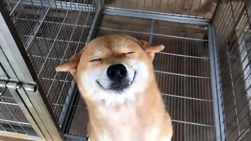 小狗子多久能睁眼