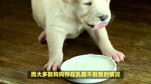 狗能不能喝牛奶