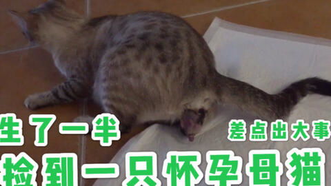 母猫怀孕怀多久生