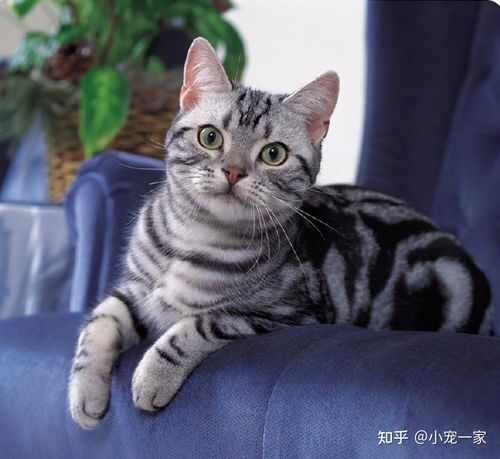 美国短毛猫有哪些品种