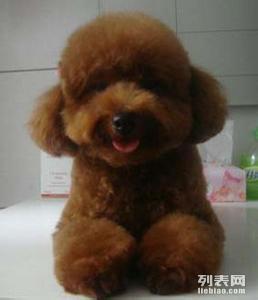 福安哪里买贵宾犬