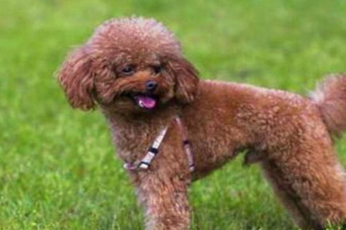 泰迪犬的猫怎么样蓬松