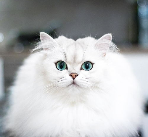 猫被打多久能恢复