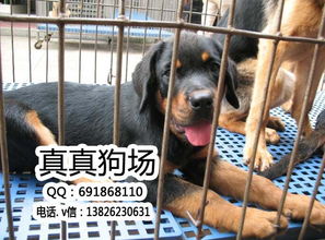护卫猛犬有哪些