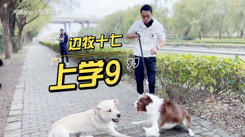 上海哪里有训狗师