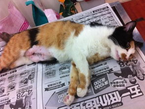 猫绝育后多久可以喝水