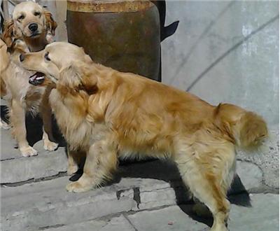 金毛犬公多久可以配种