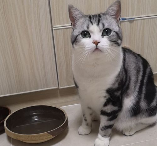美短猫脾气怎么样