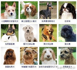 中型狗的品种有哪些