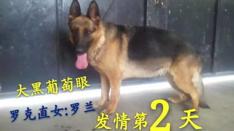 母狗一岁半配种怎么样