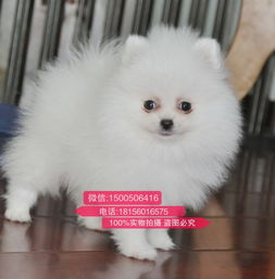 南昌哪里买宠物犬
