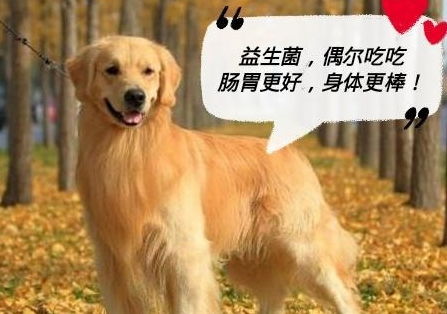 狗狗吃益生菌多久