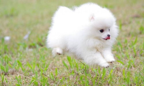 宠物犬有哪些