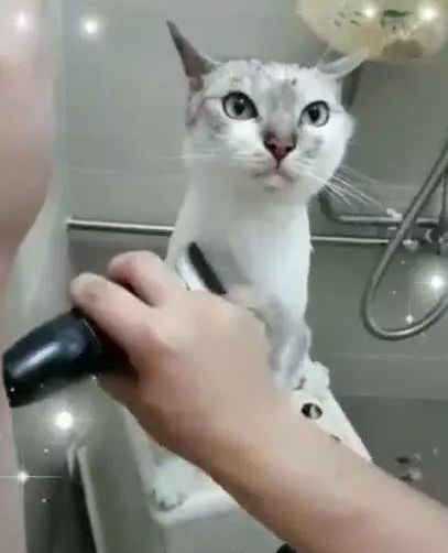 如何帮猫咪剪毛