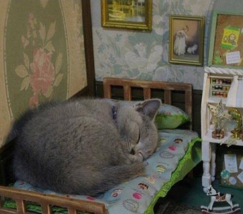 如何让猫不睡床