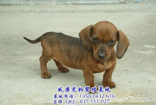 哪里卖腊肠犬