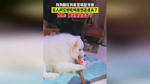 狗狗磨牙棒能吃多久
