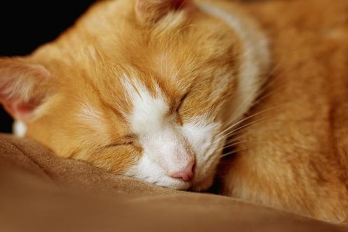 猫的关节都有哪些症状